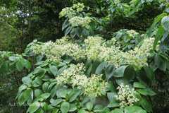 Hydrangea aspera subsp. robusta